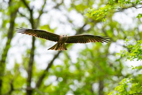 Black kite (Milvus migrans) flying in a forest in early summer, Bavaria, Germany