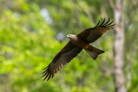 Black kite (Milvus migrans) flying in a forest in early summer, Bavaria, Germany