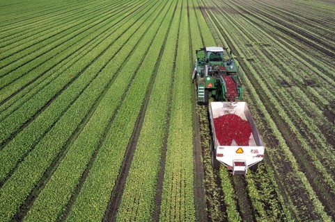 Orangeville, Michigan - Radishes are harvested on a farm in western Michigan