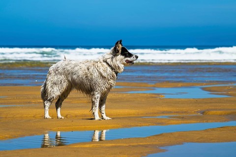 Dog on Contis beach, Saint Julien en Born, Saint-Julien-en-Born, Landes, France