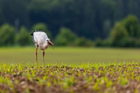 White stork (Ciconia ciconia) eating worm, farmland, Göggingen, Sigmaringen district,