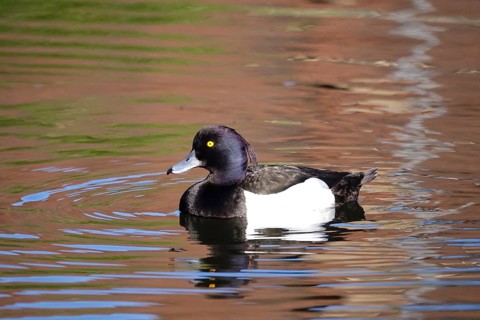 Tufted duck on a lake, May, Germany
