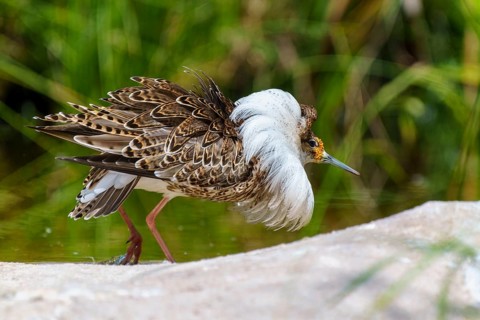 Bird with patterned plumage next to green surroundings, ruff (Calidris pugnax, Syn.: Philomachus