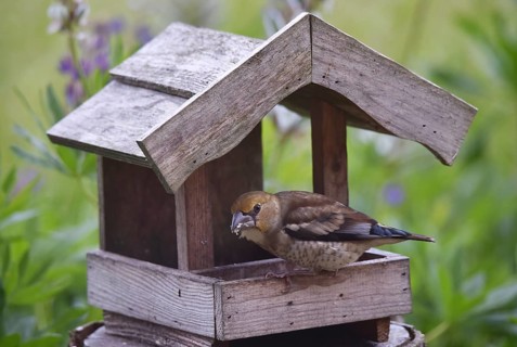 Hawfinch (Coccothraustes coccothraustes) Chicks at the birdhouse