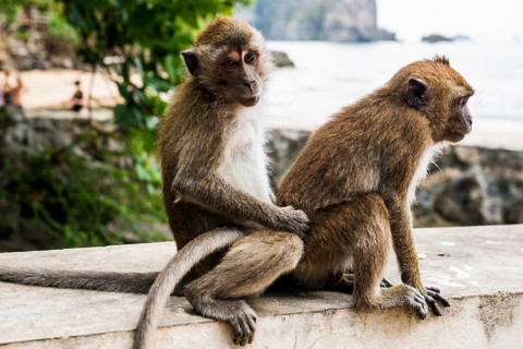 Monkeys on the beach, macaques, Ao Nang Beach, Ao Nang, Krabi, Thailand