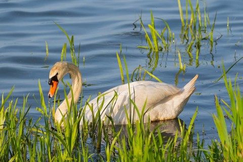 A Mute Swan (Cygnus olor) swimming on the shore of the Steinhuder Meer, animal photo, bird, bird