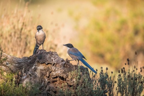 Blue magpie (Cyanopica cooki), Extremadura, Castilla La Mancha, Spain