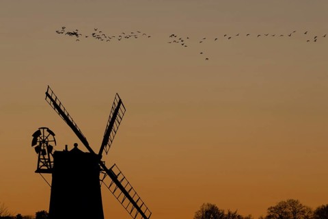 Windmill silhouette at sunset with a red sky and a skein or flock of Pink-footed geese (Anser
