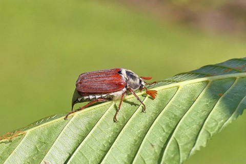 May beetle, wood cockchafer (Melolontha hippocastani), male, on leaf of a horse chestnut (Aesculus