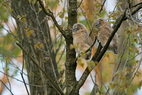 Tawny Owl, Owls (Strix aluco), two young fledglings, moulting adolescents, perched high up in a