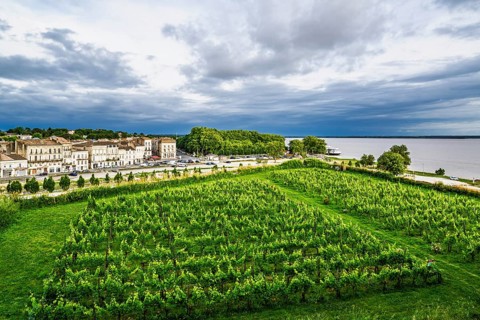 Grape field in Blaye, Blaye, Gironde Estuary, France