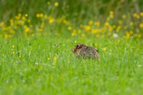 European hare (Lepus europaeus), Vulkaneifel, Rhineland-Palatinate, Germany