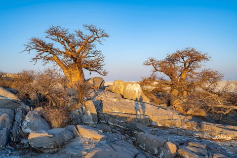 African baobab (Adansonia digitata), two trees between round rocks in the evening light, Kubu