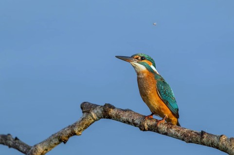 Common Kingfisher (Alcedo atthis) female perched on a branch, Mecklenburg-Western Pomerania,