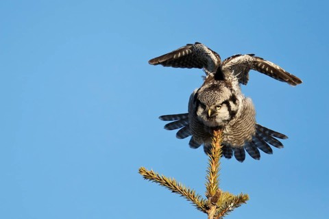 Northern Hawk-Owl (Surnia ulula), Saxony, Germany