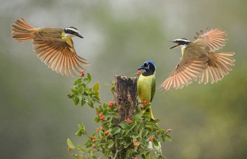 Great Kiskadee & Green Jay (Pitangus sulphuratus & Cyanocorax luxuosus) wrangling, Texas, USA