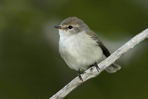 Lemon-bellied Flyrobin (Microeca flavigaster tormenti), Western Australia, Australia
