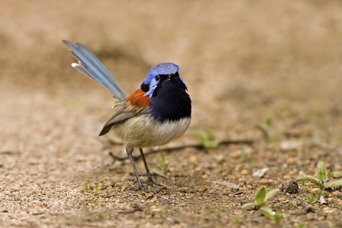 Blue-breasted Fairywren (Malurus pulcherrimus) male, Western Australia, Australia