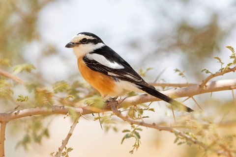 Maskenwürger, Masked Shrike, Lanius nubicus, Pie-grièche masquée, Alcaudón Núbico