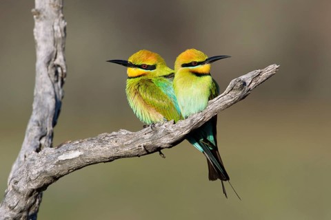 Rainbow Bee-eater (Merops ornatus) pair perched on a branch, South Australia, Australia