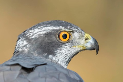 Havik, northern goshawk, Accipiter gentilis