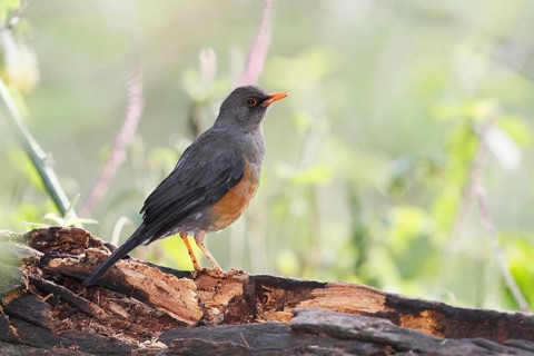 Africa, Kenya, Lake Baringo and Nairobi NP