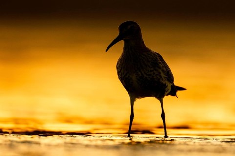 Dunlin (Calidris alpina), Asturias, Spain