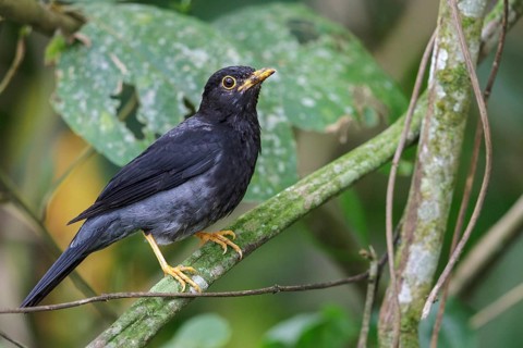 Yellow-legged Thrush (Turdus flavipes) perched on a branch in the Atlantic rainforest of southeast