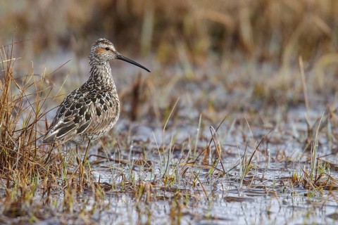 Stilt Sandpiper (Calidris himantopus) on the tundra near Churchill, Manitoba, Canada