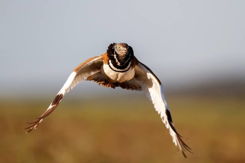 Little Bustard (Tetrax tetrax) male flying, Castile-La Mancha, Spain