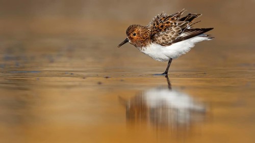 Sanderling (Calidris alba), Asturias, Spain