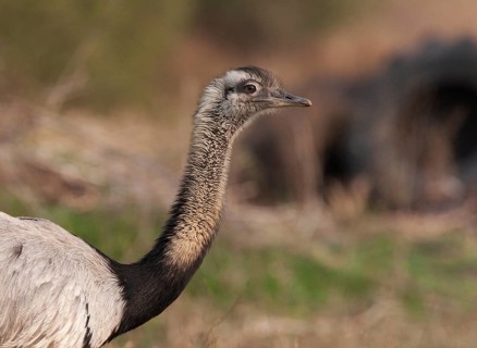 Greater Rhea (Rhea americana), Corrientes, Argentina