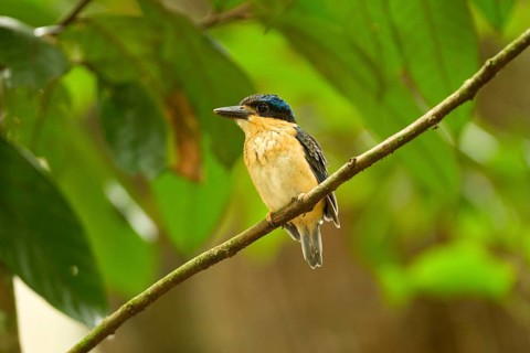 Buff-breasted Paradise Kingfisher (Tanysiptera sylvia) juvenile, Queensland, Australia