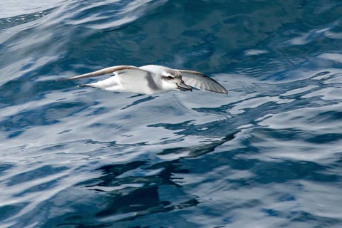 Broad-billed Prion (Pachyptila vittata) flying, South Pacific Ocean, New Zealand