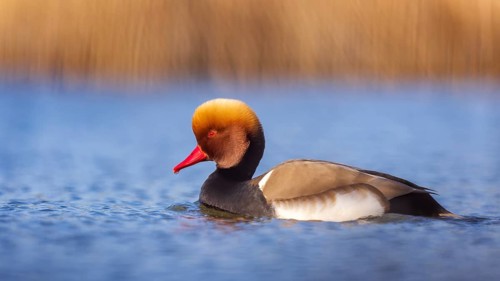 Red-crested Pochard (Netta rufina) male, Saxony-Anhalt, Germany