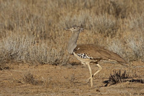 Kori Bustard (Ardeotis kori), Northern Cape, South Africa