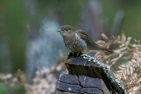 Fan-tailed Cuckoo (Cacomantis flabelliformis) juvenile, Victoria, Australia