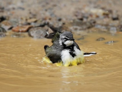 Madagascan Wagtail (Motacilla flaviventris) bathing, Analamazoatra, Madagascar