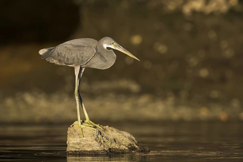 Western Reef Heron (Egretta gularis), Oman