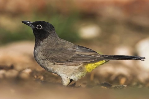 White-spectacled Bulbul (Pycnonotus xanthopygos), Oman