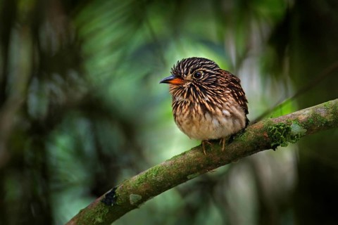 White-chested puffbird, Malacoptila fusca, bird in the nature forest habitat, Sumaco, Ecuador.