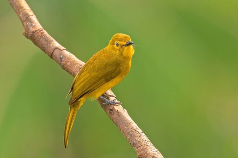Goldbrauen-Bülbül (Acritillas indica) im Regenwald von Sri Lanka