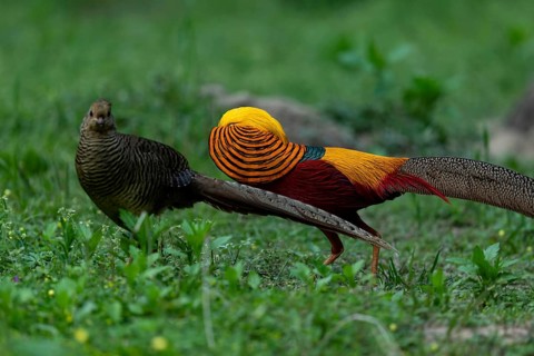 Golden Pheasant (Chrysolophus pictus) pair perched on the ground, Shanxi, China