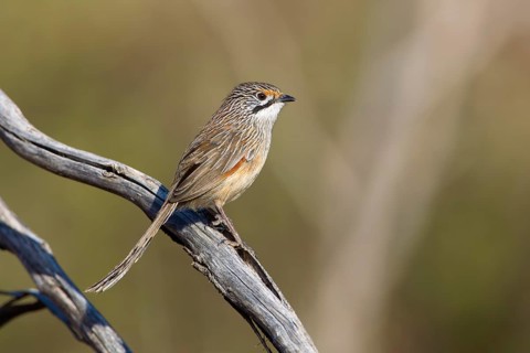 Striated Grasswren (Amytornis striatus striatus) perched on a branch, Victoria, Australia