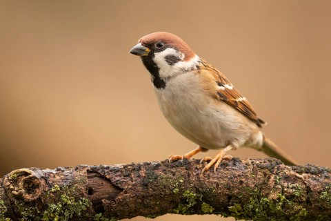 Eurasian Tree Sparrow (Passer montanus) perched on a branch, Lower Saxony, Germany