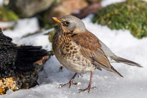 Fieldfare (Turdus pilaris) on snow, Mecklenburg-Western Pomerania, Germany
