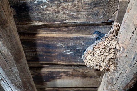 Barn Swallow (Hirundo rustica) in nest in a barn, Extremadura, Spain