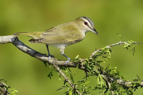 Red-eyed Vireo (Vireo olivaceus), Texas, USA