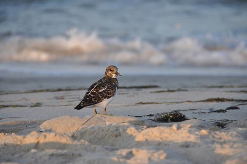 Ruddy Turnstone (Arenaria interpres), Schleswig-Holstein, Germany