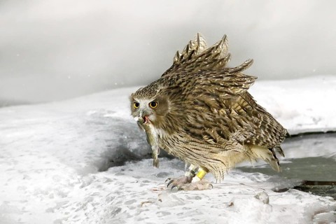Blakiston's fish owl, catch fish in bill, largest living species of owl, fish owl, eagle owl. Bird
